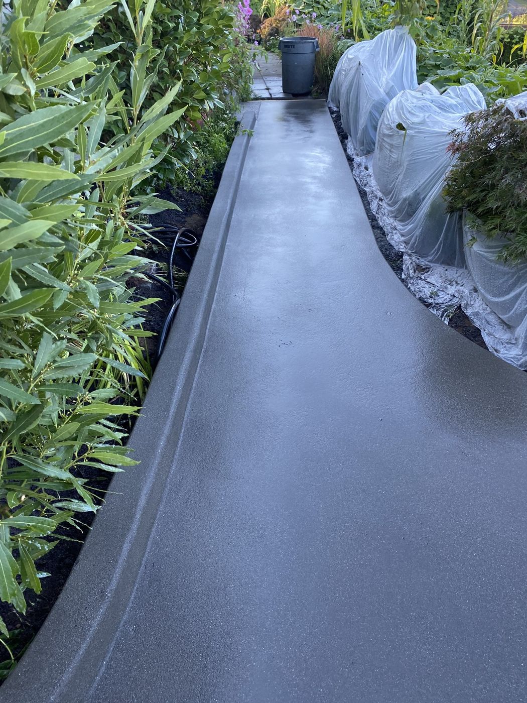 Charcoal concrete garden path with a raised edge, curving between planting beds